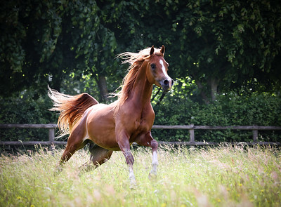 ROE LAHEEB AL THANI